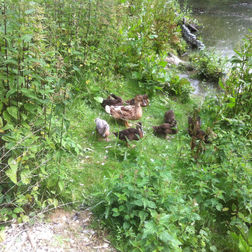 Enten am Teich der Vogelkoje